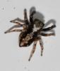 Pseudeuophrys lanigera